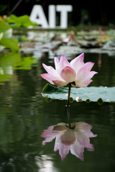 Lotus in AIT pond with AIT landmark in background